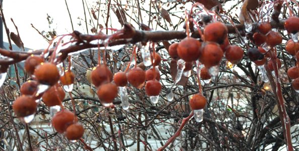 Berries in Winter